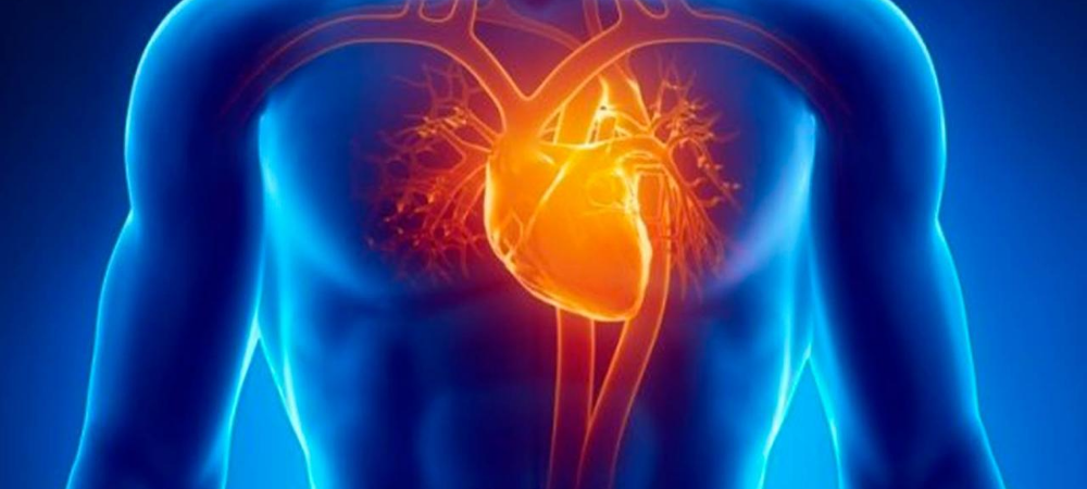 Una nueva forma de observar y estudiar las enfermedades del corazón